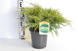 Tarpinis kadagys (Lot Juniperus pf.) 'Gold Coast' C3/P19 30-40 CM - nuotrauka 2