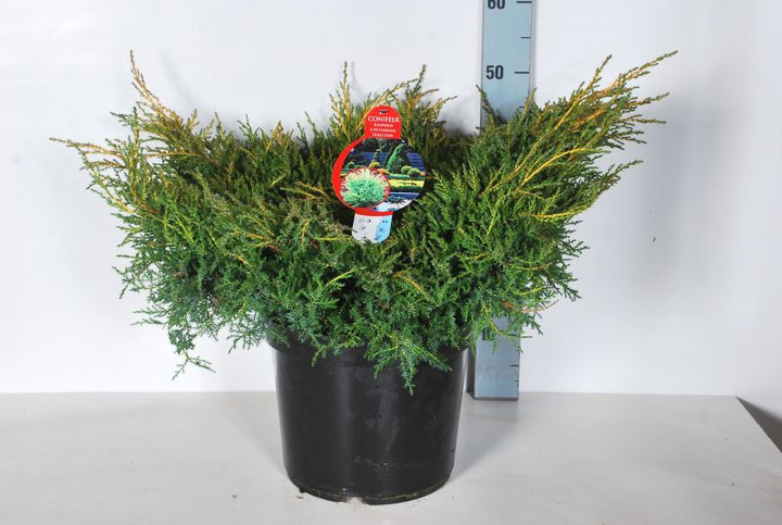 Tarpinis kadagys (Lot Juniperus pf.) 'Gold Star' C12 50-60 CM | KADAGIAI | SPYGLIUOČIAI