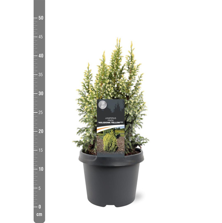 Kadagys pingii (Lot Juniperus ping.) 'Hulsdonck Yellow' C3/P19 25-30 CM | KADAGIAI | SPYGLIUOČIAI