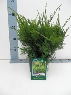 Tarpinis kadagys (Lot Juniperus pf.) 'Mint Julep' C2/P17 20-25 CM - nuotrauka 1