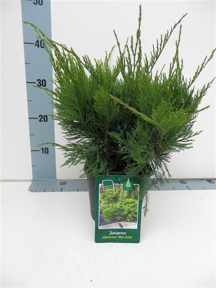 Tarpinis kadagys (Lot Juniperus pf.) 'Mint Julep' C2/P17 20-25 CM