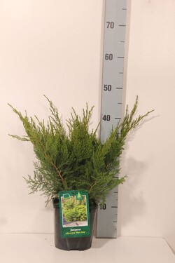 Tarpinis kadagys (Lot Juniperus pf.) 'Mint Julep' C2/P17 20-25 CM - nuotrauka 2