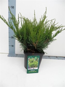 Tarpinis kadagys (Lot Juniperus pf.) 'Mint Julep' C3/P19 30-35 CM