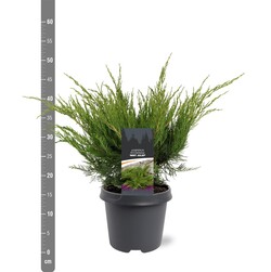 Tarpinis kadagys (Lot Juniperus pf.) 'Mint Julep' C5/P23 40-50 CM