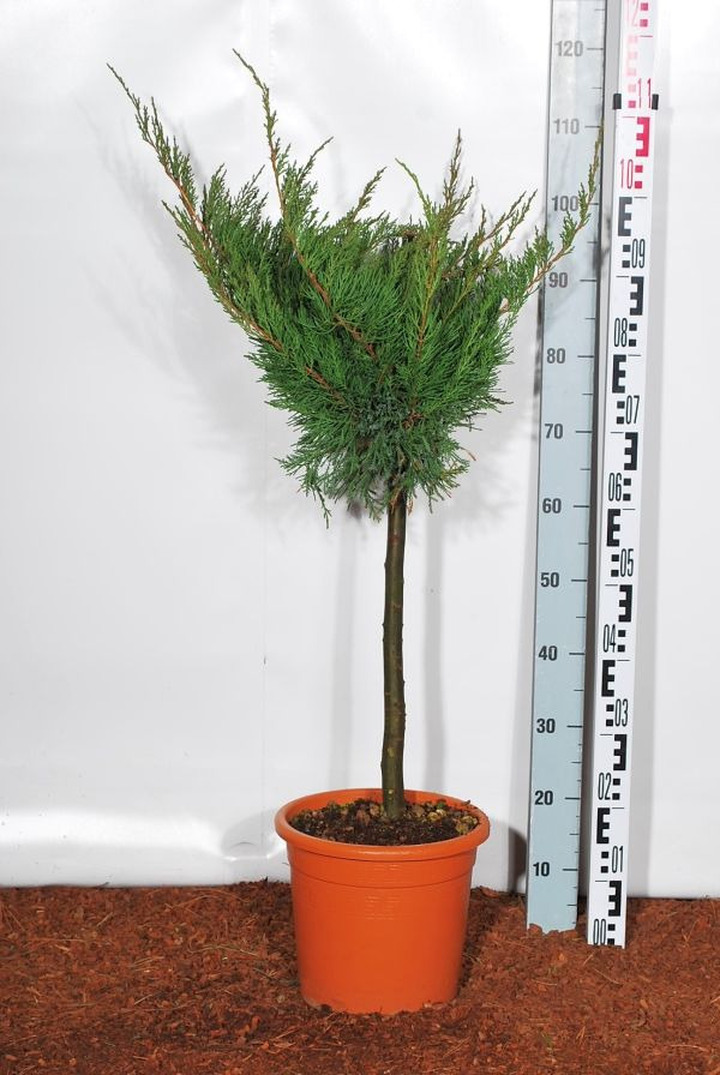 Tarpinis kadagys (Lot Juniperus pf.) 'Mint Julep' C9 KOTAS 40 CM | KADAGIAI | SPYGLIUOČIAI