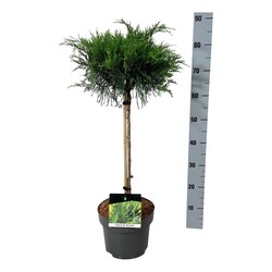 Tarpinis kadagys (Lot Juniperus pf.) 'Mint Julep' C5/P23 STIEBAS 40 CM