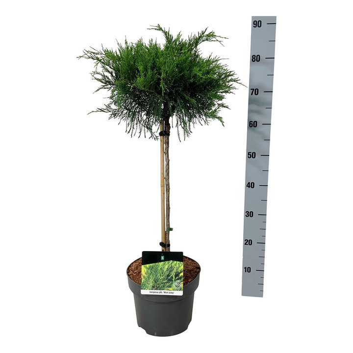 Tarpinis kadagys (Lot Juniperus pf.) 'Mint Julep' C5/P23 STIEBAS 40 CM