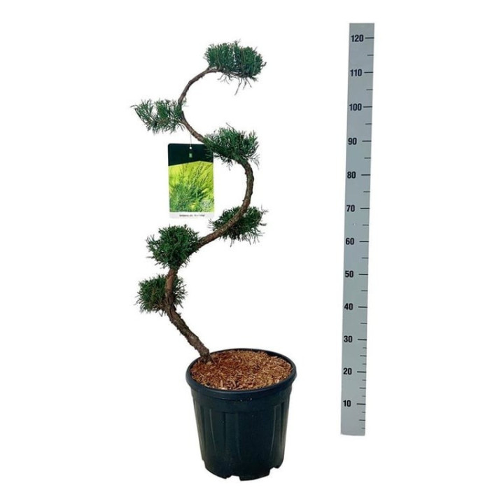 Tarpinis kadagys (Lot Juniperus pf.) 'Mint Julep' BONSAI 80/+ CM C15