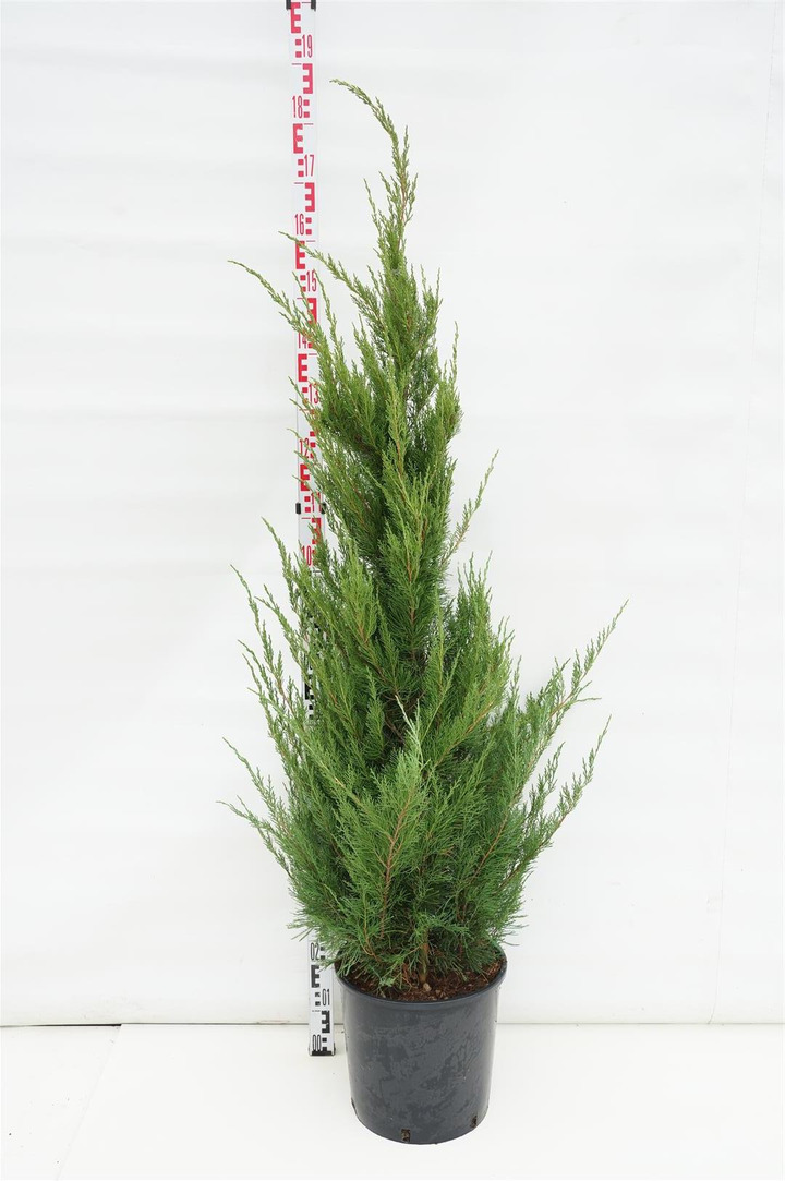 Tarpinis kadagys (Lot Juniperus pf.) 'Mint Julep' 125-150 CM CONE C18