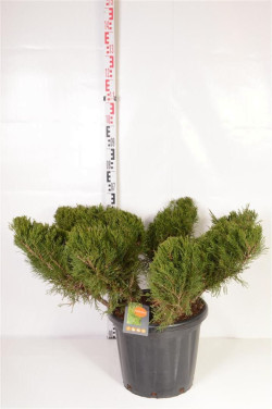 Tarpinis kadagys (Lot Juniperus pf.) 'Mint Julep' PLATEAU 80-100 C25 - nuotrauka 2
