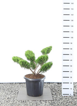 Tarpinis kadagys (Lot Juniperus pf.) 'Mint Julep' PLATEAU 80-100 CM EXTRA C25