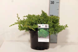 Gulsčiasis kadagys (Lot Juniperus proc.) 'Nana' C2/P17 20-25 CM