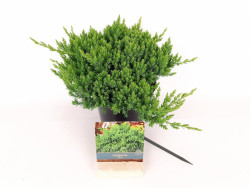 Gulsčiasis kadagys (Lot Juniperus proc.) 'Nana' C2/P17 20-30 CM | KADAGIAI | SPYGLIUOČIAI