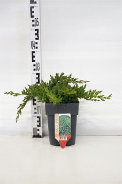 Gulsčiasis kadagys (Lot Juniperus proc.) 'Nana' C2/P17 30/+ CM