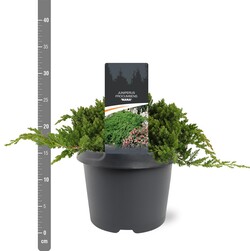 Gulsčiasis kadagys (Lot Juniperus proc.) 'Nana' C3/P19 25-30 CM