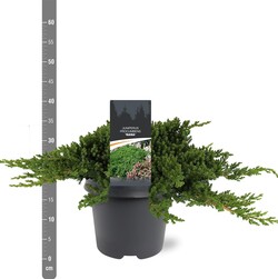 Gulsčiasis kadagys (Lot Juniperus proc.) 'Nana' C5/P23 30-40 CM | KADAGIAI | SPYGLIUOČIAI