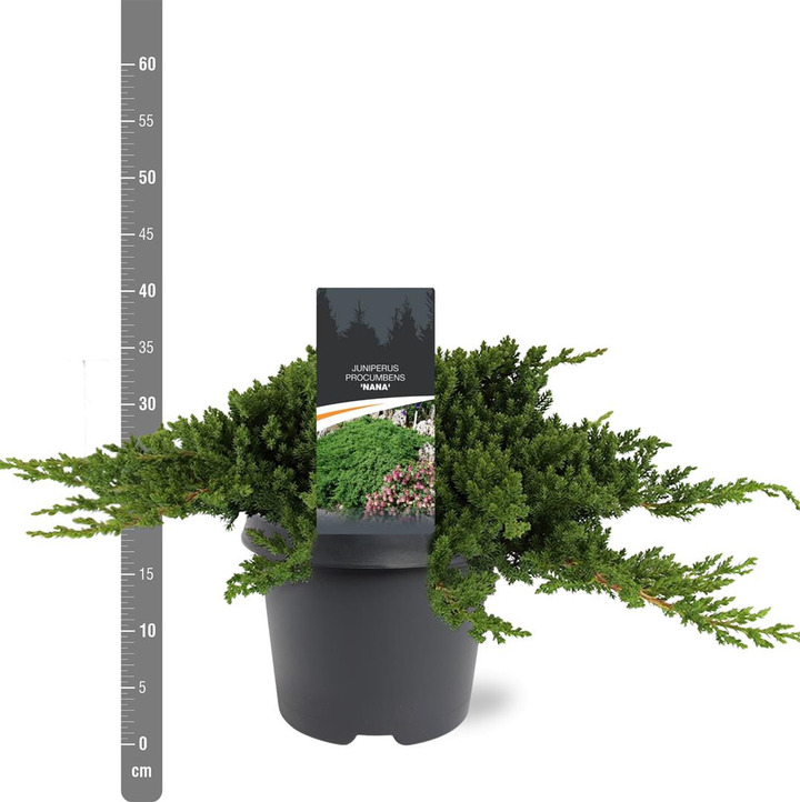 Gulsčiasis kadagys (Lot Juniperus proc.) 'Nana' C5/P23 30-40 CM | KADAGIAI | SPYGLIUOČIAI