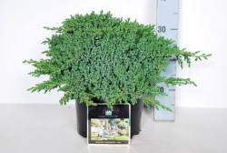 Gulsčiasis kadagys (Lot Juniperus proc.) 'Nana' C7,5/P26 30-40 CM