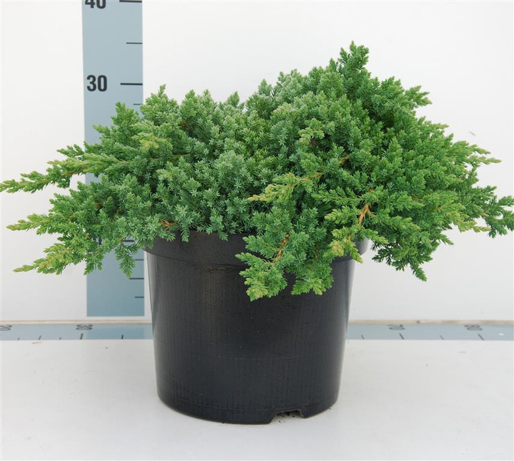 Gulsčiasis kadagys (Lot Juniperus proc.) 'Nana' C7,5/P26 40-50 CM | KADAGIAI | SPYGLIUOČIAI