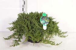 Gulsčiasis kadagys (Lot Juniperus proc.) 'Nana' C12 50-60 CM