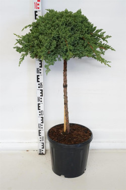 Gulsčiasis kadagys (Lot Juniperus proc.) 'Nana' C15 STIEBAS 60 CM - nuotrauka 1
