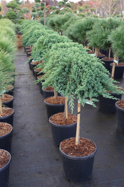 Gulsčiasis kadagys (Lot Juniperus proc.) 'Nana' C15 STIEBAS 60 CM - nuotrauka 2