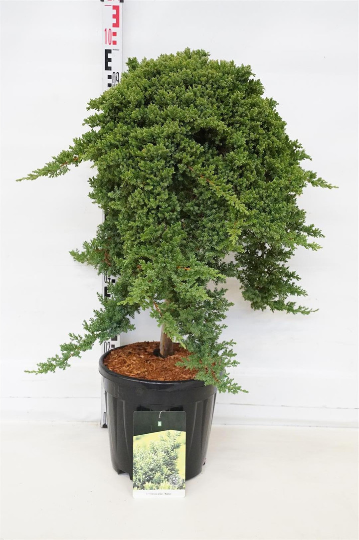 Gulsčiasis kadagys (Lot Juniperus proc.) 'Nana' C15 STIEBAS 60 CM Ø 50-60