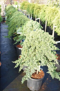 Gulsčiasis kadagys (Lot Juniperus proc.) 'Nana' C15 STIEBAS 60 CM Ø 50-60 - nuotrauka 2