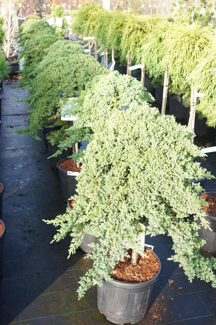 Gulsčiasis kadagys (Lot Juniperus proc.) 'Nana' C15 STIEBAS 60 CM Ø 50-60
