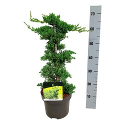 Gulsčiasis kadagys (Lot Juniperus proc.) 'Nana' 40-50 CM CONE C5/P23 - nuotrauka 2