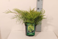 Tarpinis kadagys (Lot Juniperus pf.) 'Old Gold' C2/P17 20-25 CM - nuotrauka 2
