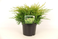 Tarpinis kadagys (Lot Juniperus pf.) 'Old Gold' C2/P17 25-30 CM - nuotrauka 1