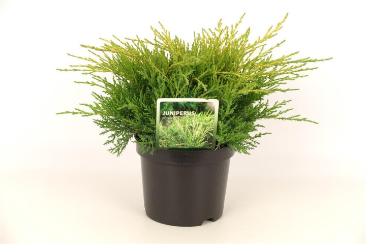 Tarpinis kadagys (Lot Juniperus pf.) 'Old Gold' C2/P17 25-30 CM