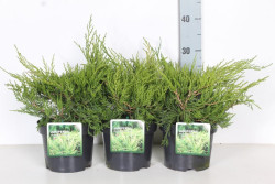 Tarpinis kadagys (Lot Juniperus pf.) 'Old Gold' C2/P17 25-30 CM - nuotrauka 2