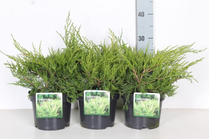 Tarpinis kadagys (Lot Juniperus pf.) 'Old Gold' C2/P17 25-30 CM