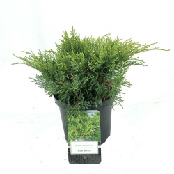 Tarpinis kadagys (Lot Juniperus pf.) 'Old Gold' C2,5/P18 20-25 CM | KADAGIAI | SPYGLIUOČIAI
