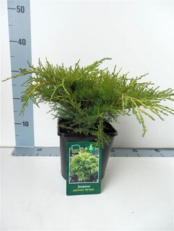 Tarpinis kadagys (Lot Juniperus pf.) 'Old Gold' C3/P19 25-30 CM