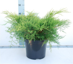 Tarpinis kadagys (Lot Juniperus pf.) 'Old Gold' C7,5/P26 40-50 CM - nuotrauka 1