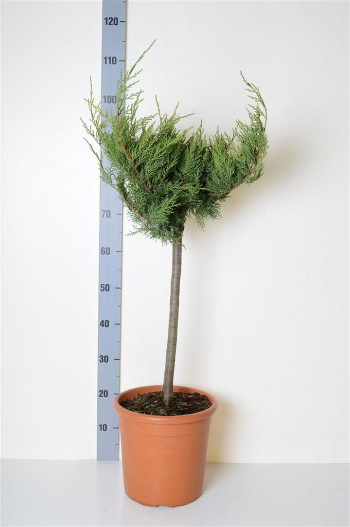 Tarpinis kadagys (Lot Juniperus pf.) 'Old Gold' C9 KOTAS 40 CM | KADAGIAI | SPYGLIUOČIAI