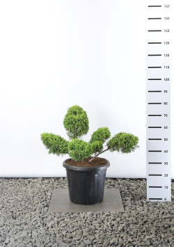 Tarpinis kadagys (Lot Juniperus pf.) 'Old Gold'  60-80CM C25