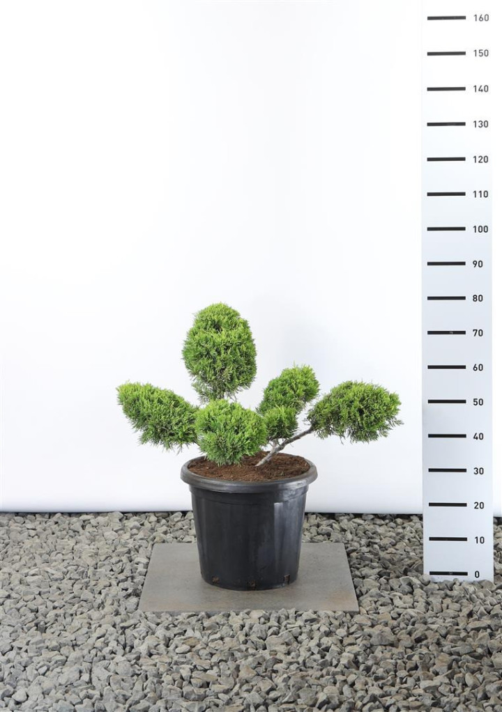 Tarpinis kadagys (Lot Juniperus pf.) 'Old Gold'  60-80CM C25