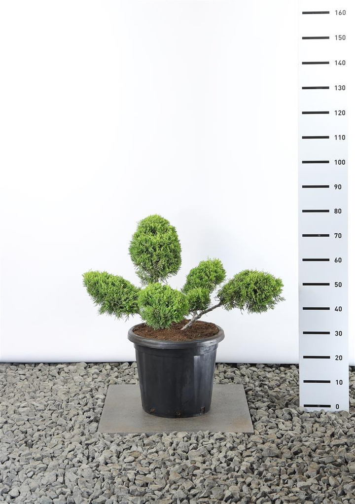 Tarpinis kadagys (Lot Juniperus pf.) 'Old Gold'  60-80 CM EXTRA C20