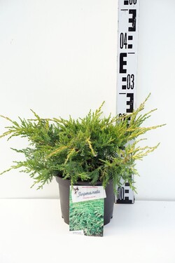 Tarpinis kadagys (Lot Juniperus pf.) 'Pfitzeriana Aurea' C2/P17 20-25 CM