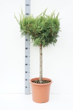 Tarpinis kadagys (Lot Juniperus pf.) 'Pfitzeriana Aurea' C9 STIEBAS 40 CM