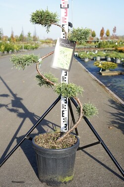 Tarpinis kadagys (Lot Juniperus pf.) 'Pfitzeriana Aurea' BONSAI 80/+ CM C15 - nuotrauka 1