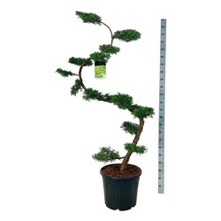 Tarpinis kadagys (Lot Juniperus pf.) 'Pfitzeriana Aurea' NIWAKI BONSAI 175/+ CM C55 | KADAGIAI | SPYGLIUOČIAI