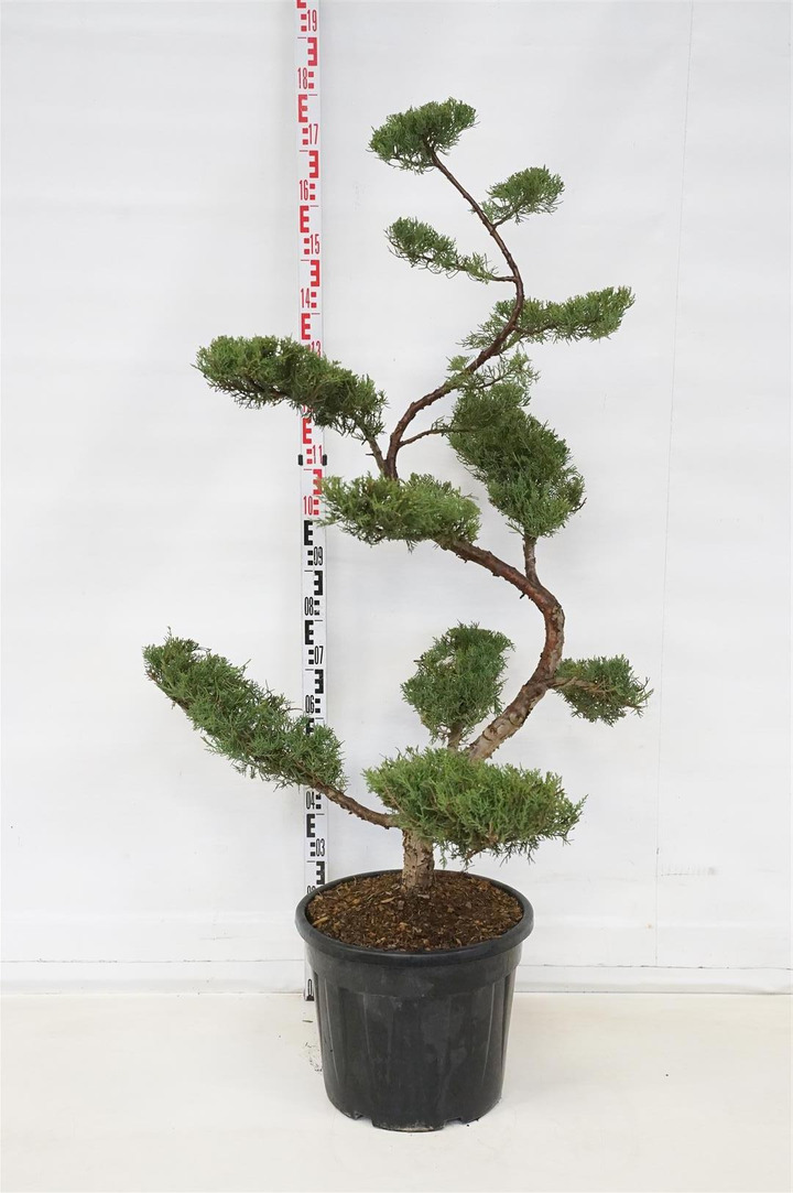 Tarpinis kadagys (Lot Juniperus pf.) 'Pfitzeriana Aurea' BONSAI C35