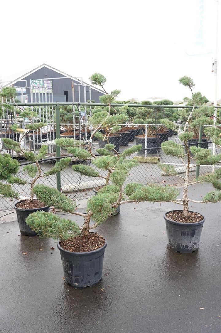 Tarpinis kadagys (Lot Juniperus pf.) 'Pfitzeriana Aurea' BONSAI C35