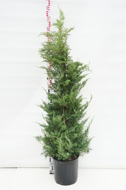 Tarpinis kadagys (Lot Juniperus pf.) 'Pfitzeriana Aurea' 125-150 CM CONE C18