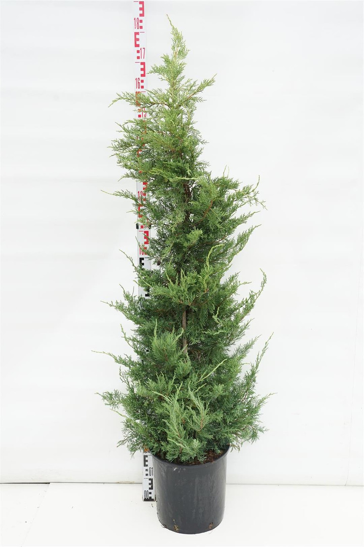 Tarpinis kadagys (Lot Juniperus pf.) 'Pfitzeriana Aurea' 125-150 CM CONE C18